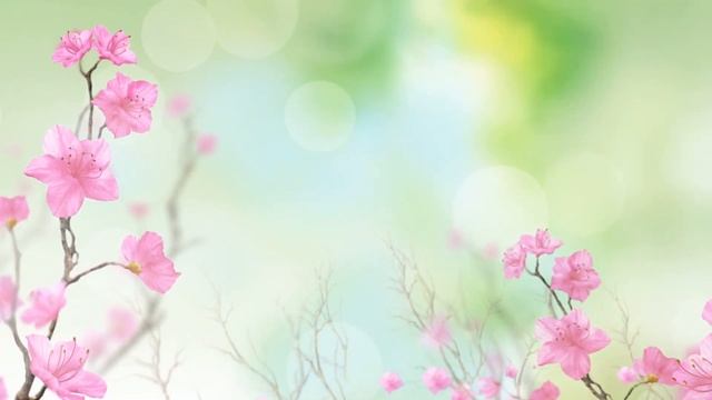 Футаж - фон Нежные Цветы скачать бесплатно смотреть онлайн