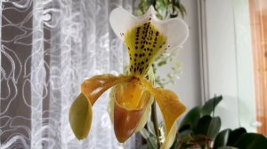 Домашнее цветение, орхидеи " Башмачок ". Всё о посадке и уходе...от А до Я...???