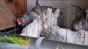 Яичные породы кур. Клеточное содержание. Куры едят яйцо? Выдёргивают перья? Леггорн. Амераукана.