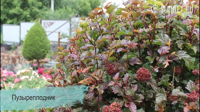 Декоративные кустарники - находка для садовода смотреть онлайн
