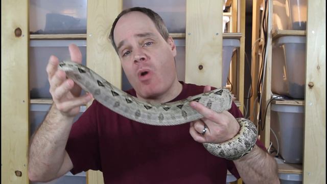 HOW MUCH is that Boa Constrictor? (Proven Strategies to Price YOUR Boas!) смотреть онлайн