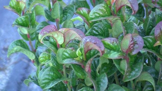 Leucothoe смотреть онлайн