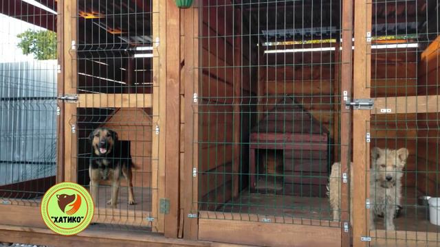 Атмосферное видео Хатико 💞 смотреть онлайн