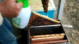 Объединение двух пчелосемей с помощью мелиссы.
