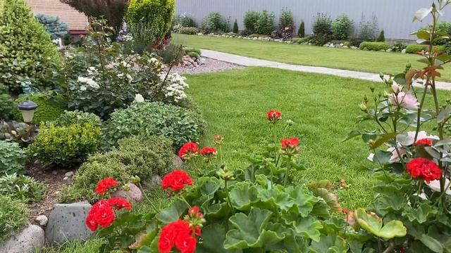 Стригу Петунии после дождя/ уход за розами/ обзор теплицы/ Ленинградская область смотреть онлайн