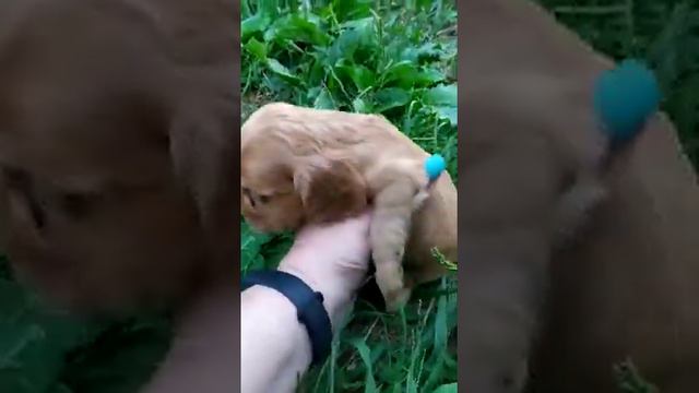 Малышка Дина. Английский кокер спаниель. 4 недели