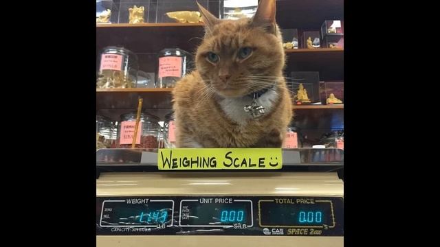 Кот приходит в магазин каждый день уже на протяжении 9 лет: зачем ему это? смотреть онлайн