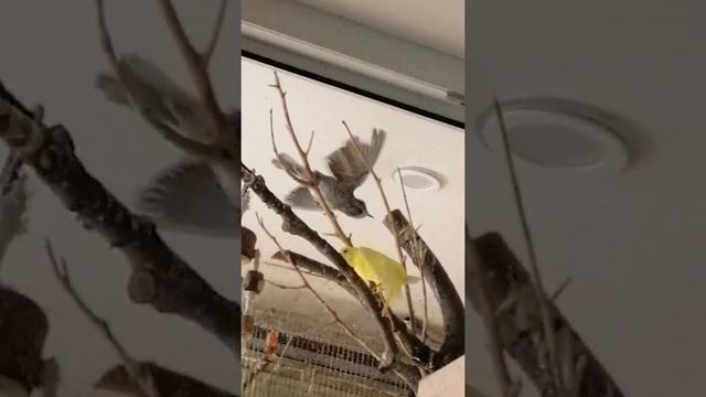 Брачный танец ястребинки смотреть онлайн