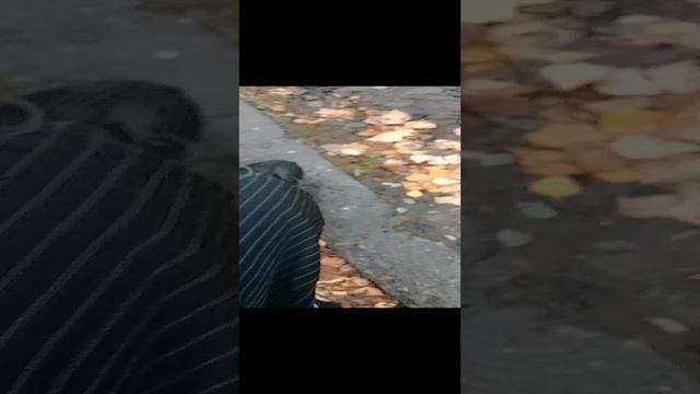 чо смотреть онлайн