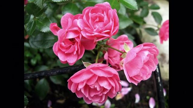 Зе Фейри смотреть онлайн