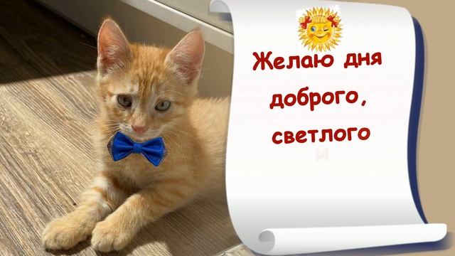 ДОБРОЕ УТРО?_Прекрасного_дня_?Пожелания_Чудесного_настроения_?Очень_красивая_музыкальная_открытка смотреть онлайн