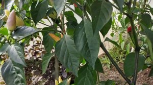 Критский Перец - 2..mp4