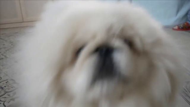 Питомник пекинесов "Савелина" - мальчик Исюня продается смотреть онлайн