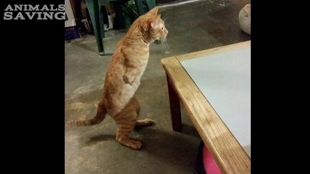 Женщина не поверила своим глазам❗Бедный котенок прыгал, как кенгуру смотреть онлайн