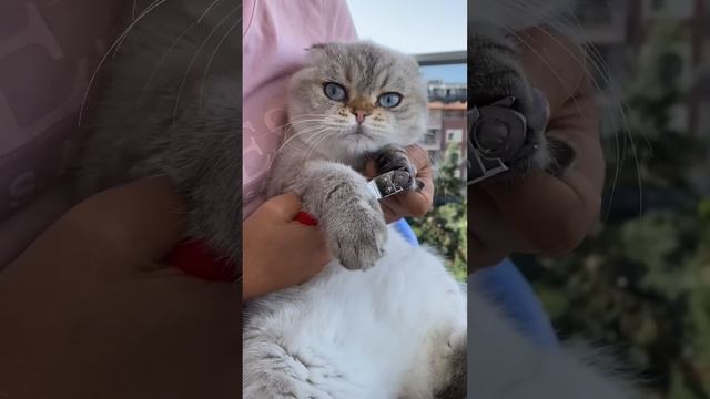 Распаковка , что купили Лелику ?? смотреть онлайн