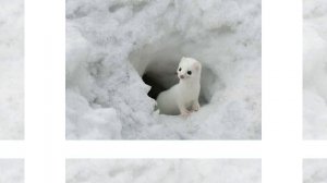 Горностай -любитель чистоты