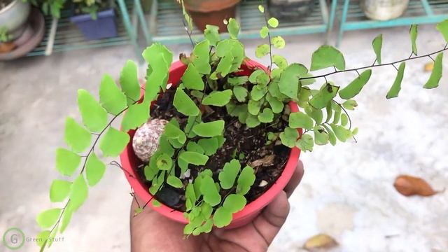 Steeling Maidenhair fern? Adiantum ! ? Potting mix, Grow and care | GreenStuff A Garden Cat - EP10 смотреть онлайн