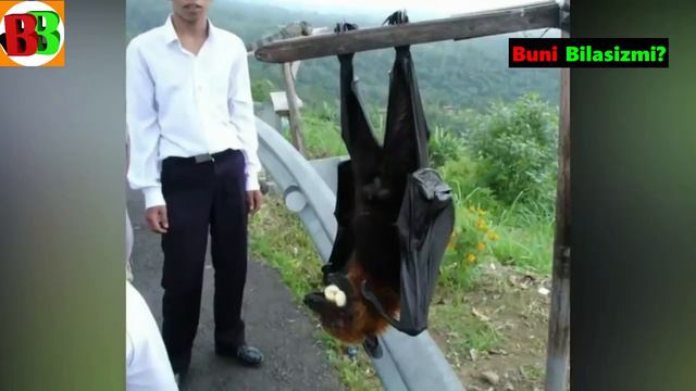 YANGİ KASHF QİLİNGAN DUNYODAGİ ENG KATTA HAYVONLAR / ДУНЁДАГИ ЭНГ ГИГАНТ ХАЙВОНЛАР / Buni Bilasizmi смотреть онлайн