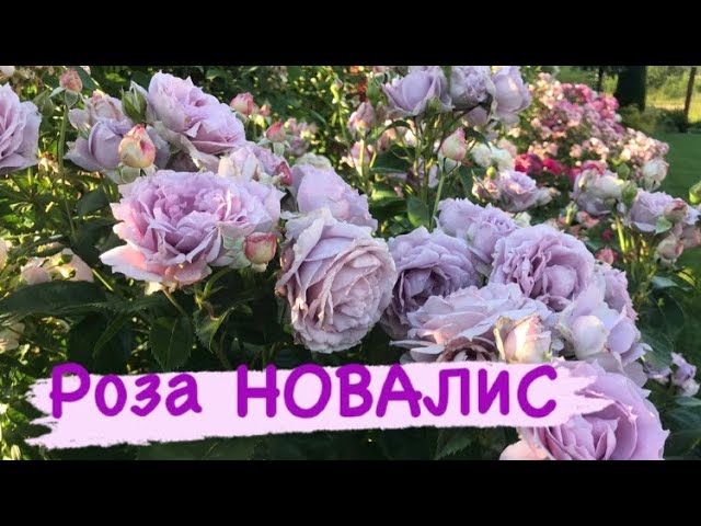 Моя изюминка в саду ? Rose NOVALIS.mp4 смотреть онлайн