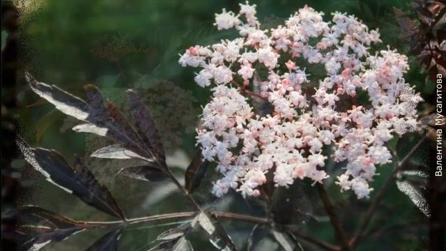 ❀ ТОП-6 растений для повышения иммунитета, которые можно вырастить в каждом саду смотреть онлайн