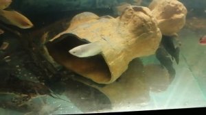 #Таракатумы#Нерест#Икра#Таракатумы#Разведение