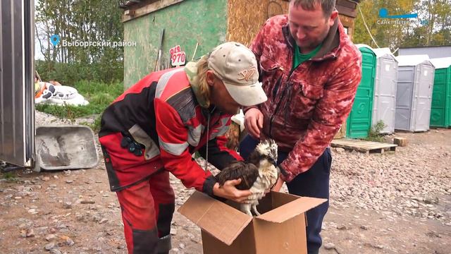 Осенний пролёт водоплавающих птиц, спасение истощённой скопы, продолжение гона у лосей смотреть онлайн
