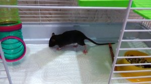 КРЫСА ДАМБО ИГРАЕТ С КАРАНДАШОМ И СЧЕТНЫМИ ПАЛОЧКАМИ