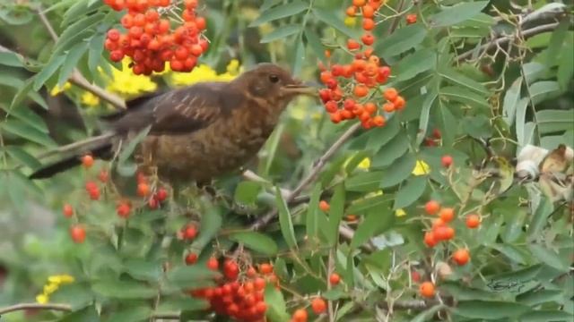 ОСЕННИЕ  ЗАРИСОВКИ.AUTUMN DROPS. Очень красивое видео про осень...