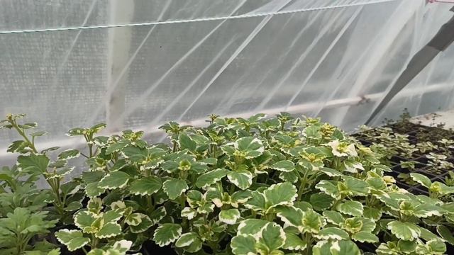 Рабочие будни и итоги работы на 8 марта. смотреть онлайн