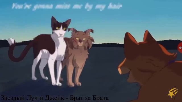 Коты воители песня камета смотреть онлайн