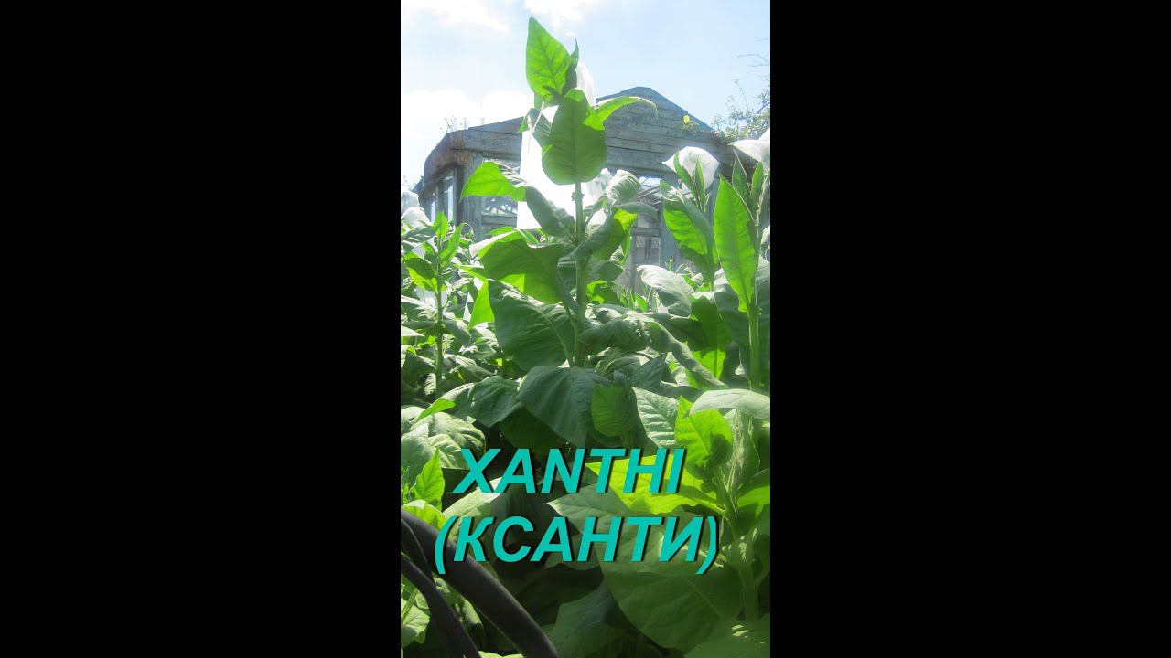 ДНЕВНИК ТАБАКОВОДА № 23 ( 2.07 СОРТ ТАБАКА КСАНТИ ( XANTHI ) ) ) ТАБАК