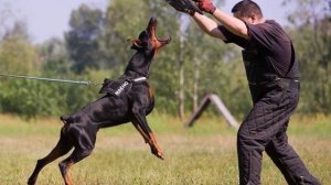 5 АГРЕССИВНЫХ и МОЩНЫХ ПСОВ ТОП пород собак 2023