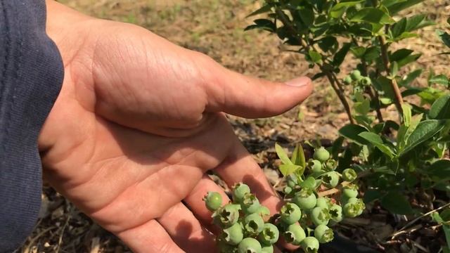 Особенности роста и болезни голубики . смотреть онлайн