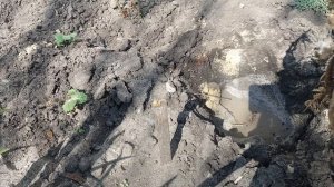 Посадка Георгин В Открытый Грунт. Как и Когда Посадить Георгины?! 04.05.21. Dahlia planting.