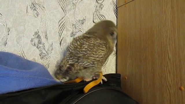 Совёныш и тиролька (серая неясыть / the tawny owl / Strix aluco) смотреть онлайн
