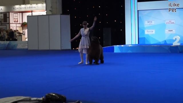 Чемпионат РКФ по танцам с собаками 2 на Евразии 17 ilikepet смотреть онлайн