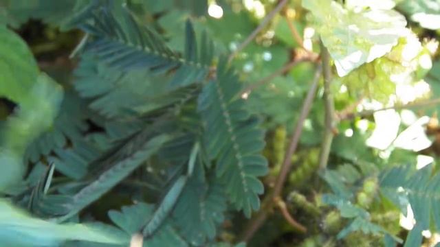 Мимоза стыдливая / Mimosa Pudica / Sensitive Plant