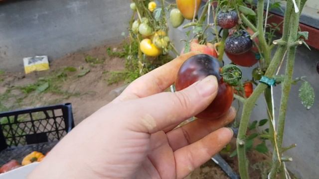 Томат Уголек 07.08.22 Томаты с антоцианом, как определить спелость. смотреть онлайн