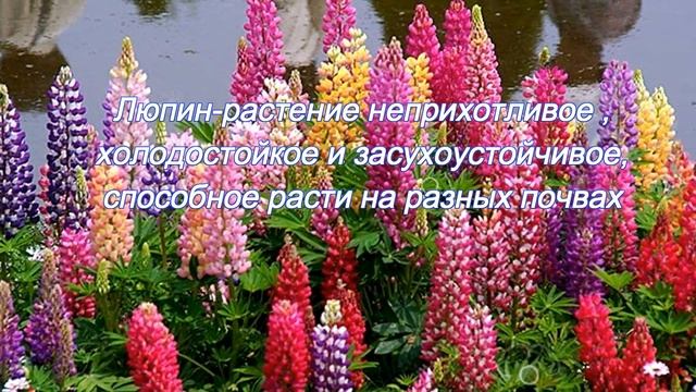 Люпин в саду смотреть онлайн