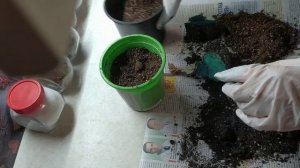 Размножение Бегонии делением клубня! Отлично получилось! ?