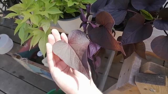 Все цветы хороши, но выбирают этот! Ампель отличный и в композициях хороша))) Ипомея батат! смотреть онлайн