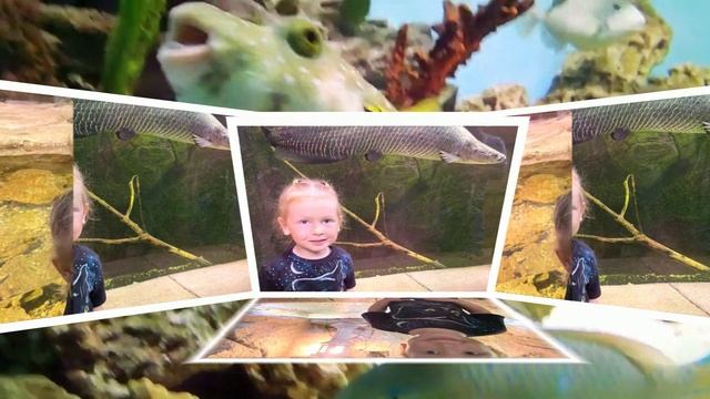 Сашенька в Океанариуме....mp4 смотреть онлайн