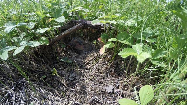 Овсянка садовая №150604 2 у башни 150622gp3 11 смотреть онлайн