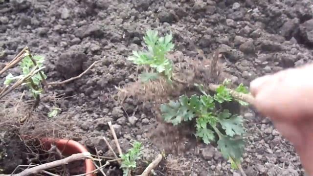 ХРИЗАНТЕМЫ - ВЕСЕННЕЕ ДЕЛЕНИЕ КУСТА . Ольга Чернова. смотреть онлайн