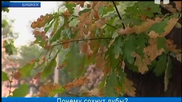 Почему сохнут дубы? смотреть онлайн