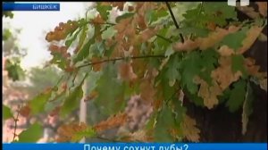 Почему сохнут дубы?