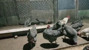 почему куры перестают нестись зимой моё мнение