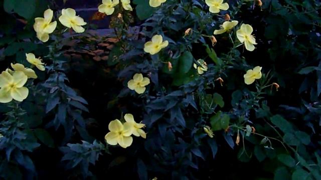 Чудо цветы распускаются на глазах у изумленной публики (Энотера) смотреть онлайн