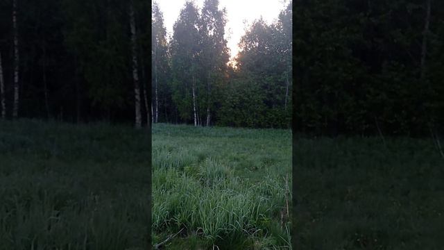 Русская пегая гончая по беляку смотреть онлайн