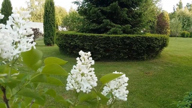 Май 2021 серия №8. Высаживаю кабачки и тыквы. Нашествие тли и...... смотреть онлайн